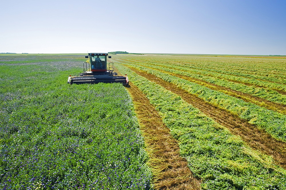 Cutting alfalfa, near Ponteix, Saskatchewan, Canada