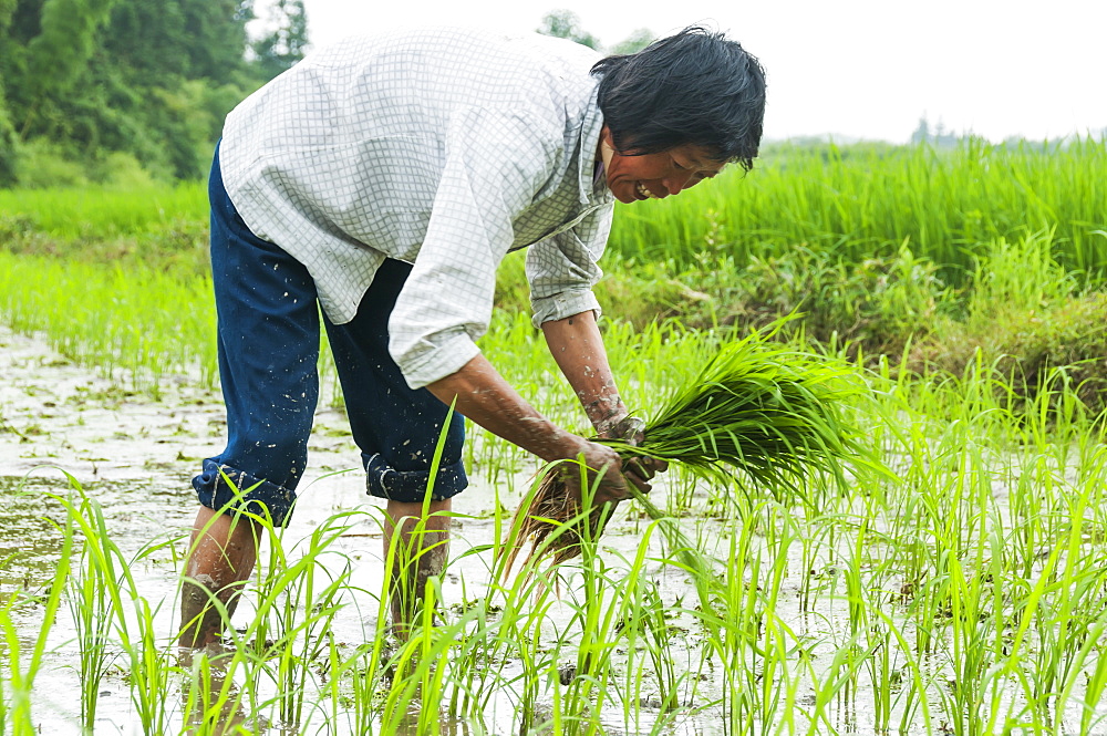 Rice fields and a farmer at work in a small village near to Wuyuan, Jiangxi province, China