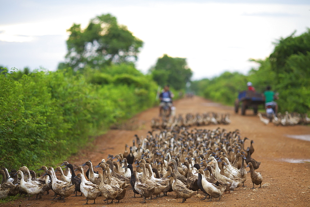 Duck herding, Battambang, Cambodia