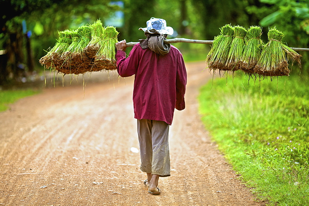 Transplanting rice, Battambang, Cambodia