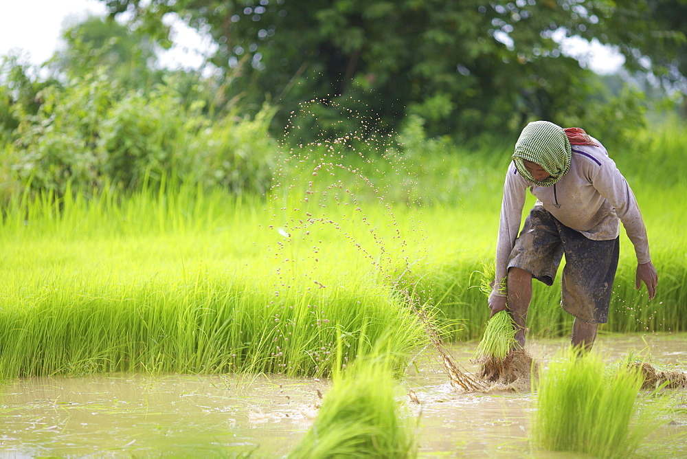 Transplanting rice, Battambang, Cambodia