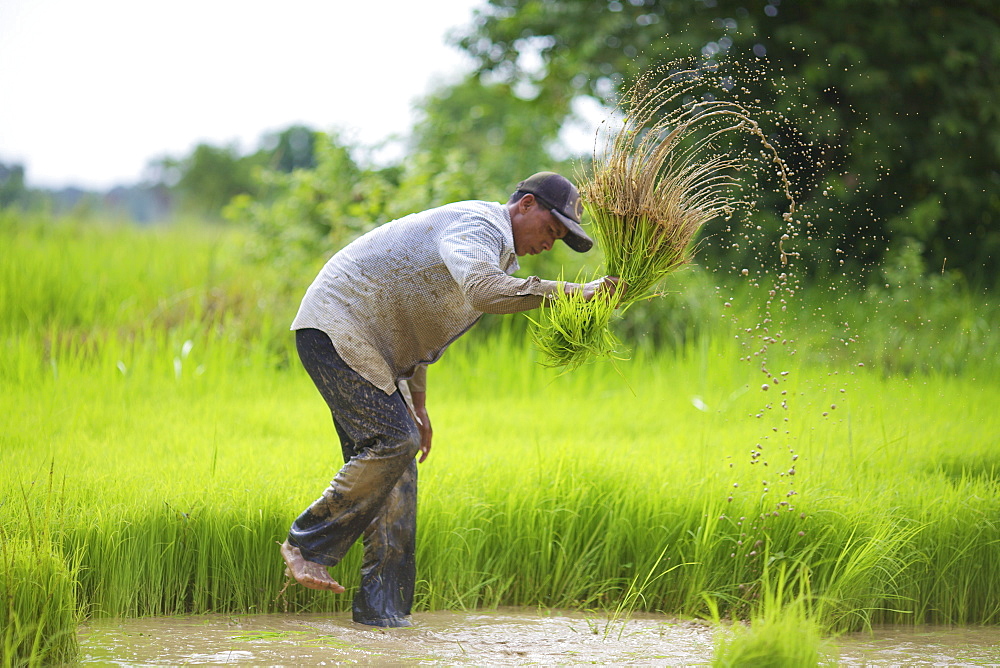 Transplanting rice, Battambang, Cambodia