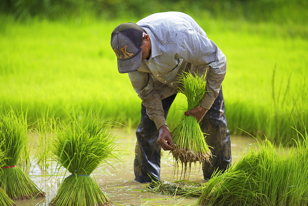 Transplanting rice, Battambang, Cambodia