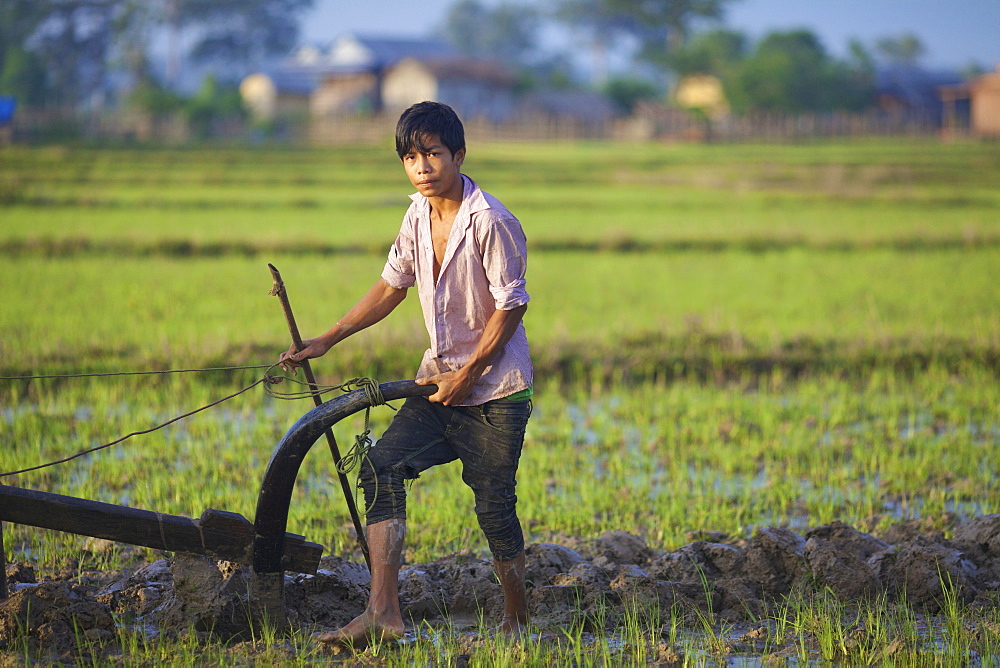 Bunong boy ploughing with Water Buffalo, Mondulkiri, Bangladesh