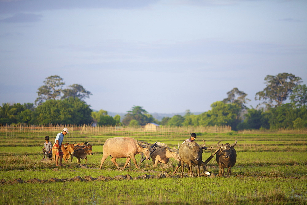 Bunong boys ploughing with Water Buffalo, Mondulkiri, Bangladesh