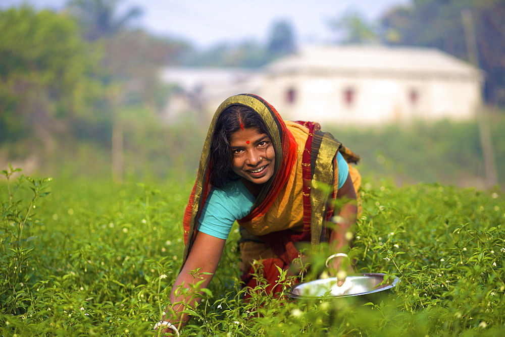 Woman picking vegetables, Kishoreganj, Bangladesh