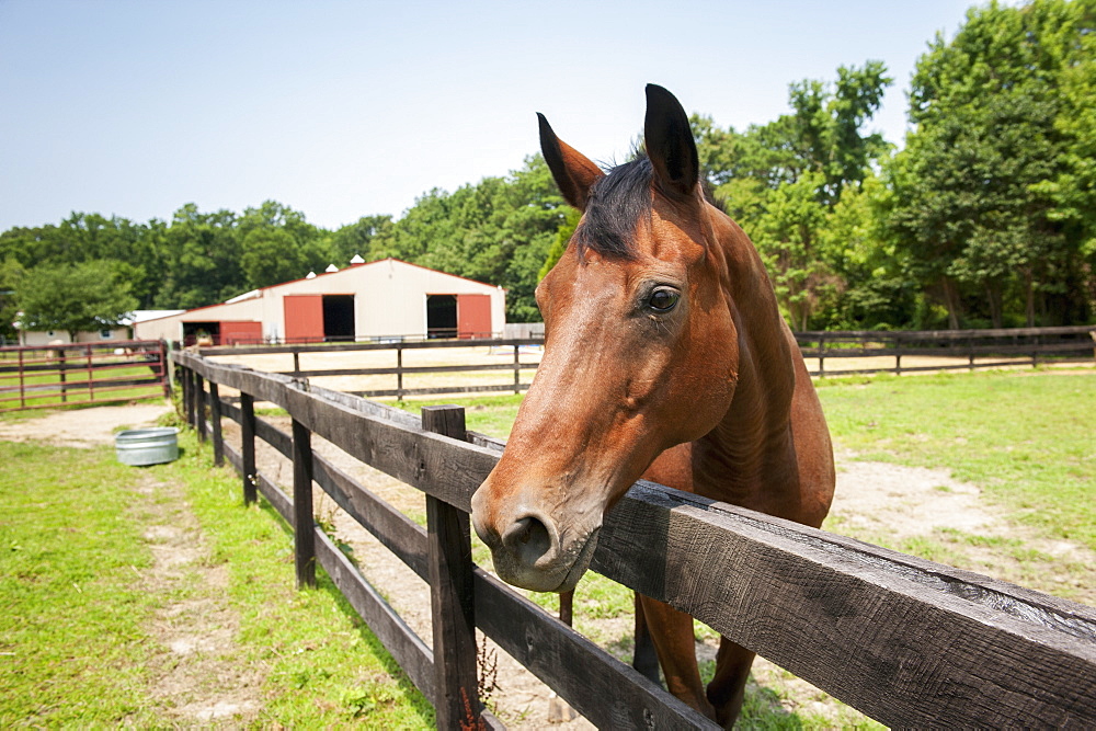 Horse looking over fence, St Michaels, Maryland, United States of America