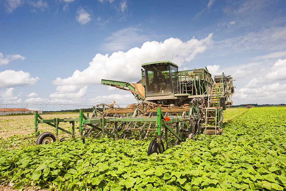 Cucumber harvest, Preston, Maryland, United States of America