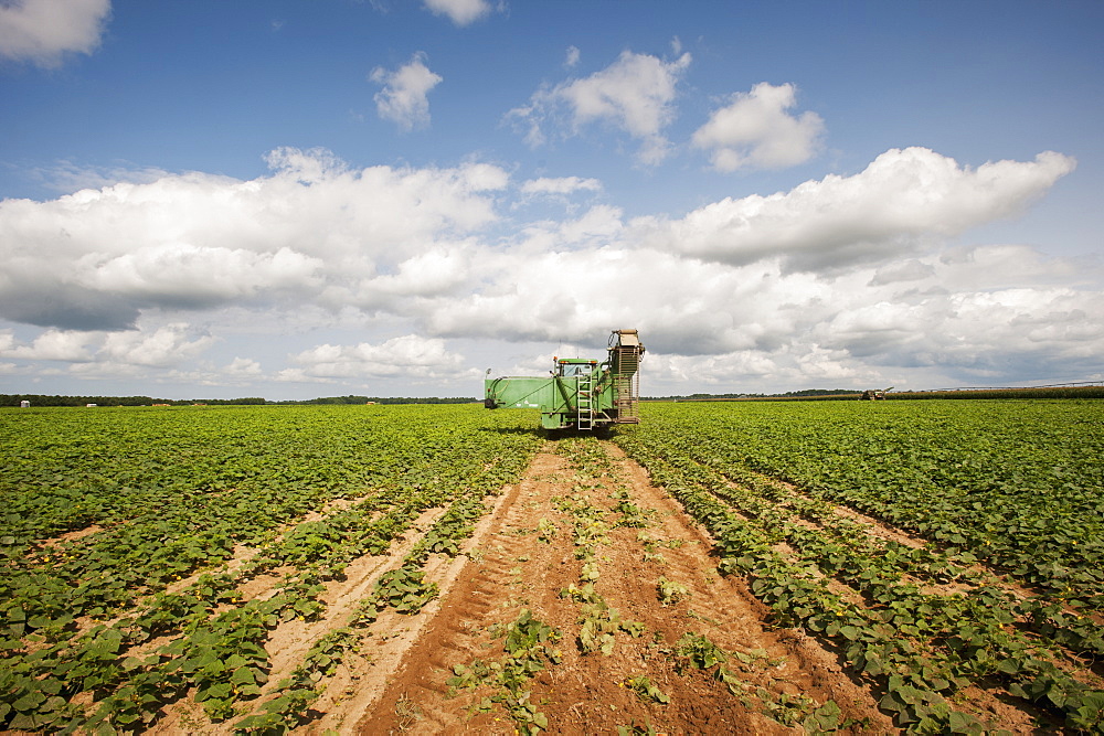 Cucumber harvesting, Preston, Maryland, United States of America