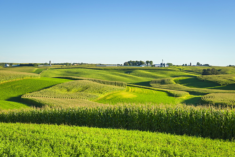 Alfalfa fields and corn fields are terraced among dairy farms, Iowa, United States of America