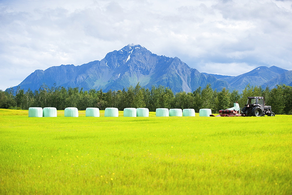 Haylage on a farm, Palmer, Alaska, United States of America