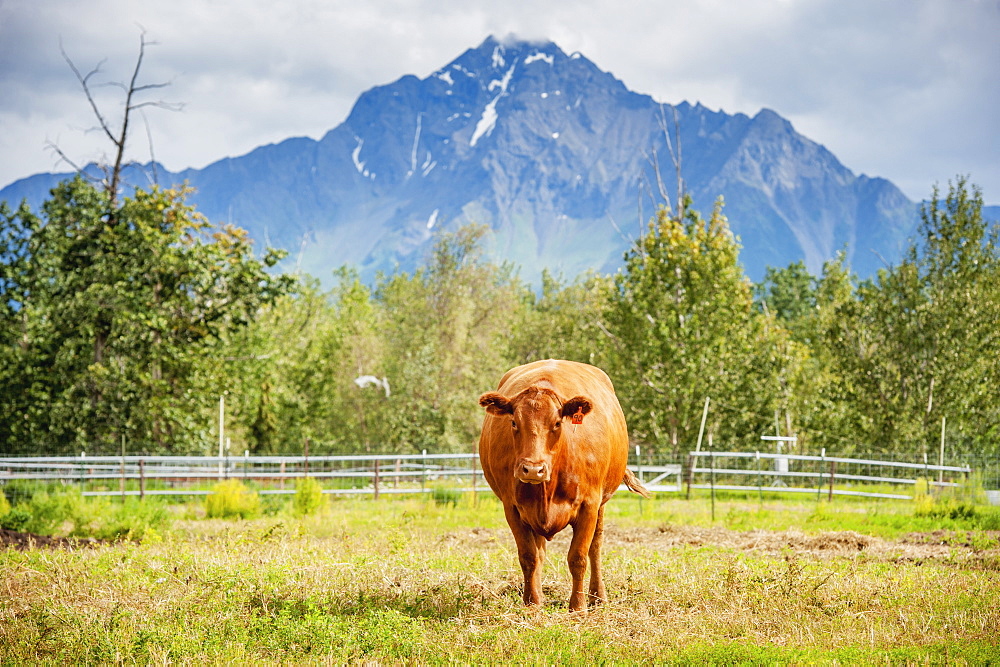 Beef cattle on a farm in Alaska (Bos primigenius), Palmer, Alaska, United States of America