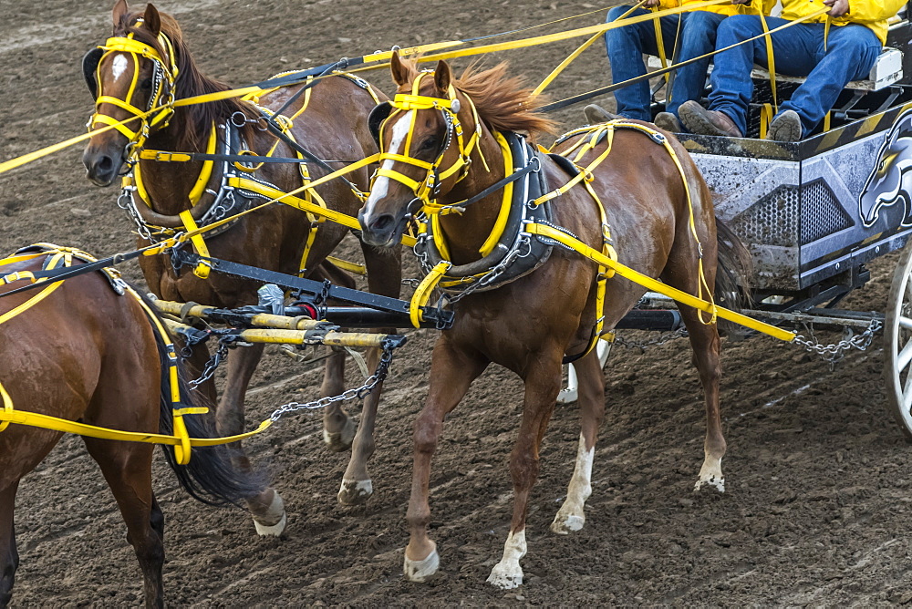 Cowboys riding in a carriage behind a team of horses at the Calgary Stampede, Calgary, Alberta, Canada