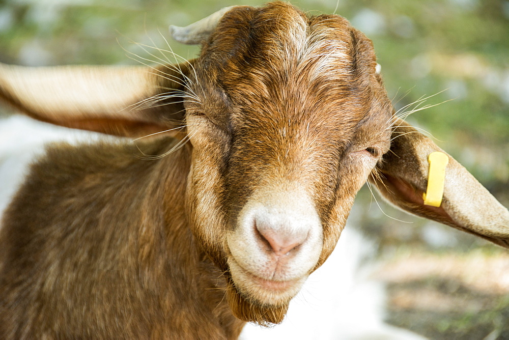 Close-up of a cute brown goat's (Capra aegagrus hircus) head with a yellow tag on it's ear, Waupoos, Ontario, Canada