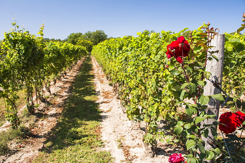 Rows of green vines with bright red roses in the foreground., Waupoos, Ontario, Canada