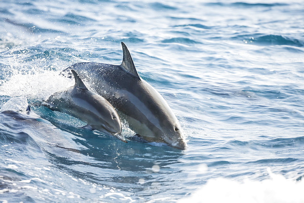 A young Spinner Dolphin (Stenella longirostris), leaps into the air beside it's mother, off the island of Lanai, Lanai, Hawaii, United States of America