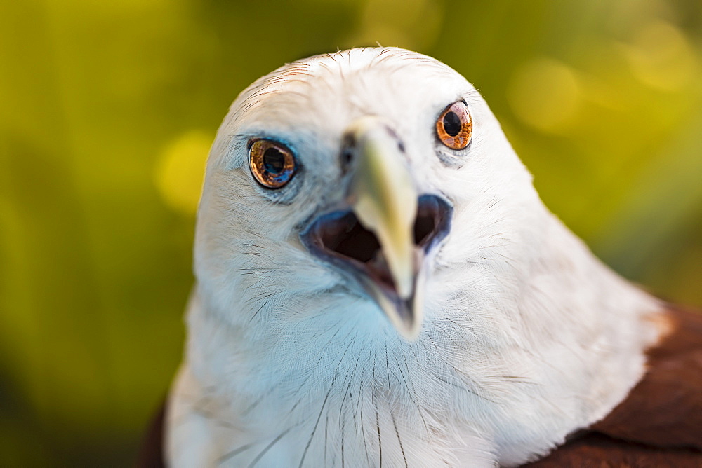 The Brahminy Kite (Haliastur indus), also known as a red backed sea eagle, are scavengers rather than hunters. They feed on carrion, insects, reptiles, amphibians, crustaceans and fish, Philippines