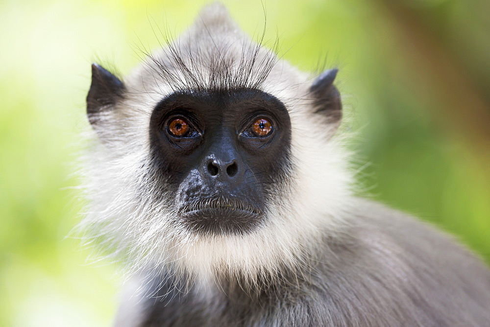 Gray langurs or Hanuman langurs (Semnopithecus entellus) are the most widespread langurs of the Indian Subcontinent. They are found throughout most of India and Sri Lanka, where this image was taken, and are also established in parts of Pakistan, Nepal, B