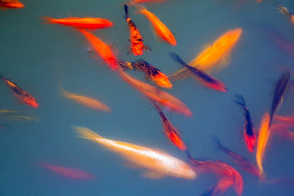 A motion blurred image of Ornamental Koi fish (Cyprinus carpio) at one of the ponds in the Buddha Eden Garden, Carvalhal, Portugal