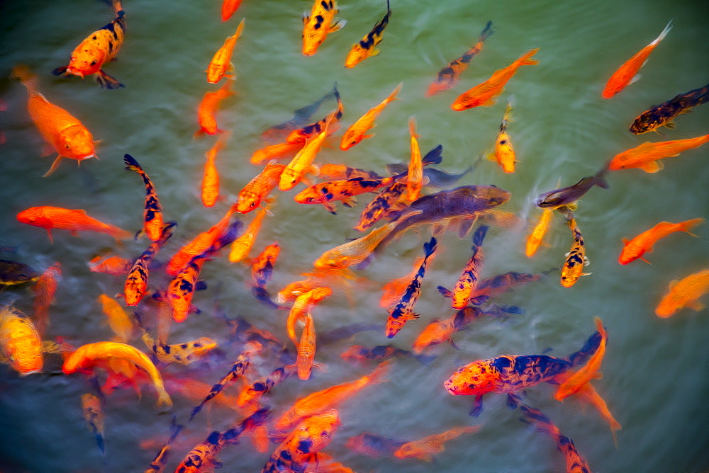 A stylized image of Ornamental Koi fish (Cyprinus carpio) at one of the ponds in the Buddha Eden Garden, Carvalhal, Portugal