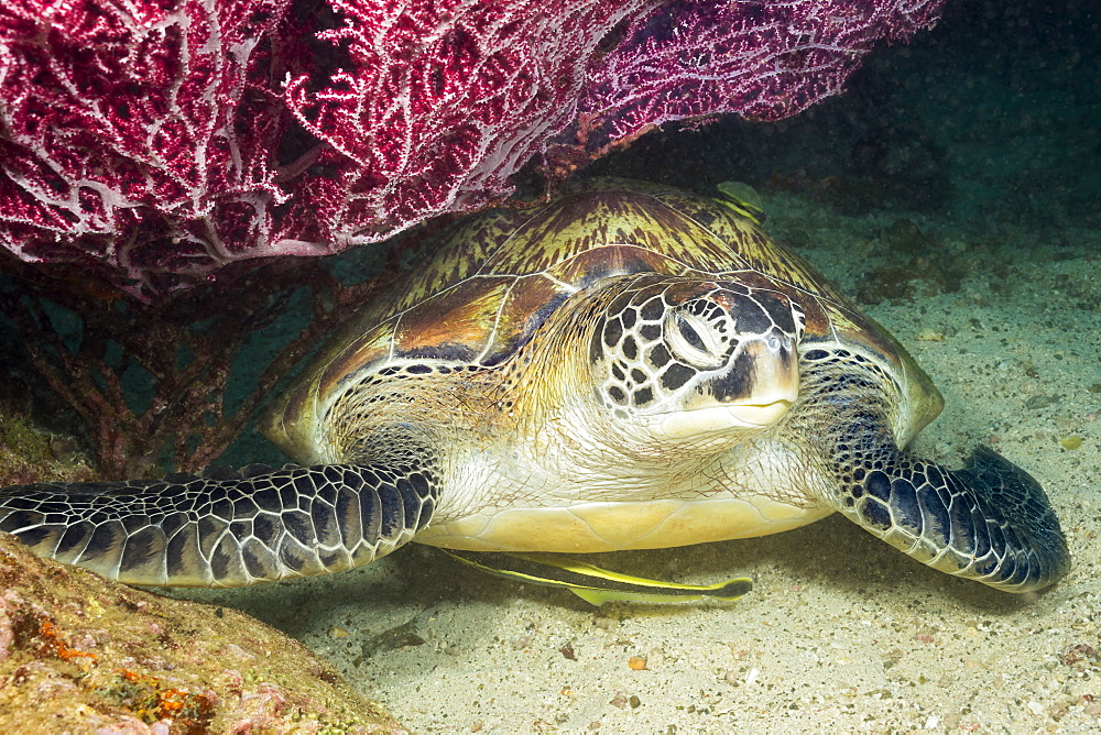 Green sea turtle (Chelonia mydas), an endangered species, is resting under a fan of gorgonian coral along with two remora, Philippines