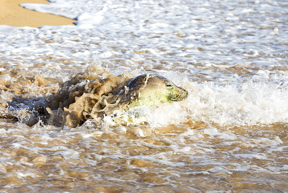 This Hawaiian Monk Seal (Monachus schauinslandi), endemic and endangered, is making her way off Kepuhi Beach, on Molokai's West end, Kaluakoi, Molokai, Hawaii, United States of America