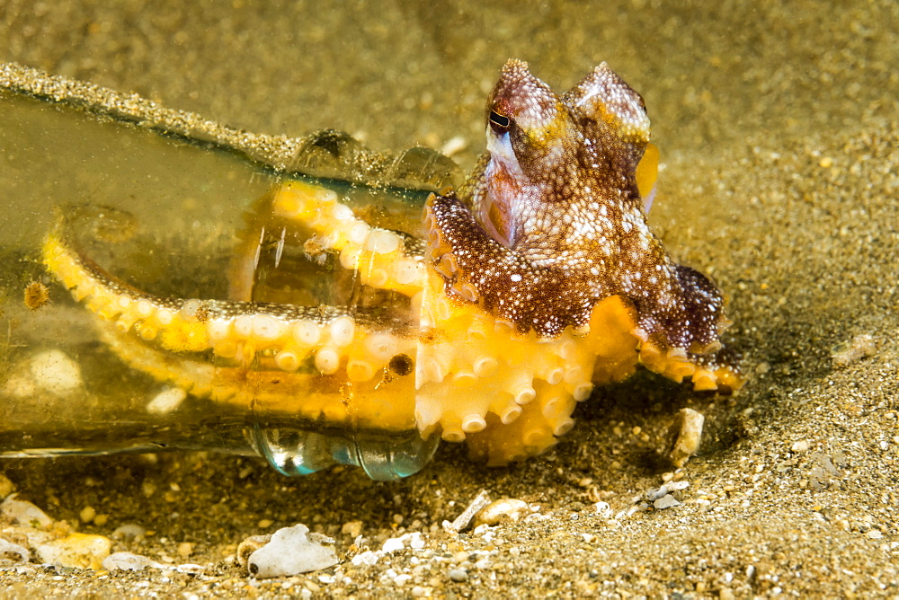 This Short Armed Sand Octopus (Amphioctopus arenicola) has selected a beer bottle to live in. They are normally found in a small hole on a sandy bottom, not far from a reef and is endemic, Maui, Hawaii, United States of America