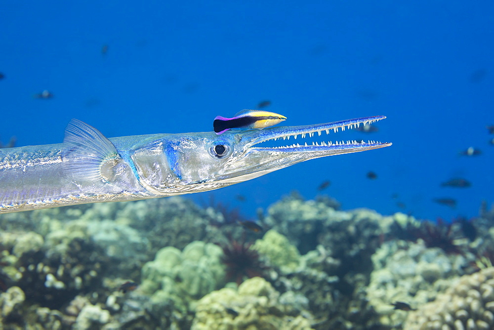 The endemic Hawaiian Cleaner Wrasse (Labroides phthirophagus) is taking a close look for parasites on this Crocodile Needlefish (Tylosurus crocodilus), Hawaii, United States of America