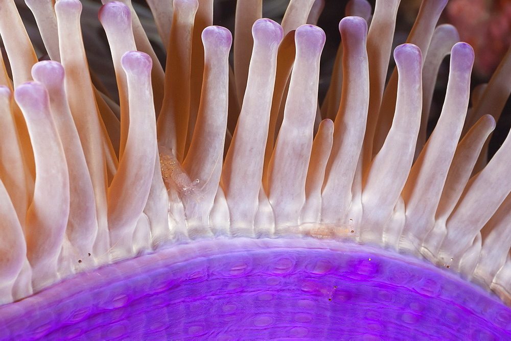 A transparent shrimp, Periclemenes sp, on an anemone (Heteractis magnifica). Some are so clear the only thing visible is the black of their eyes, Tubbataha Reef, Philippines