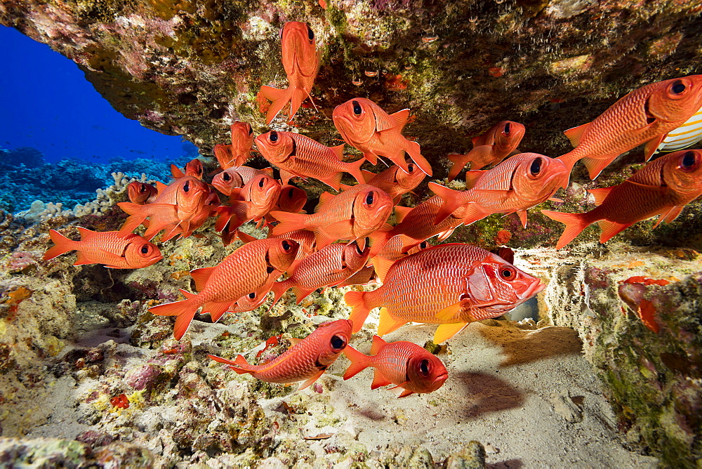 Hawaiian reef fish incuding a Longjaw Squirrelfish (Sargocentron spiniferum) and a school of Bigscale Soldierfish (Myripristis berndti), Hawaii, United States of America