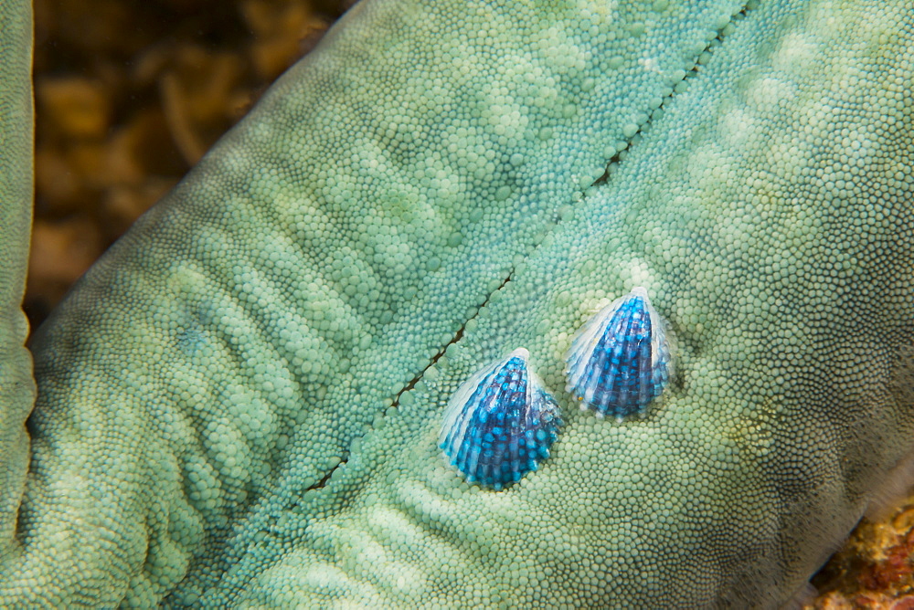 These two parasitic mollusks, Thyca crystallina, are growing on the host starfish, Linckia laevigata. This parasitic shell only attaches to this species of starfish, into which it burrows and sucks up nutrients, Philippines