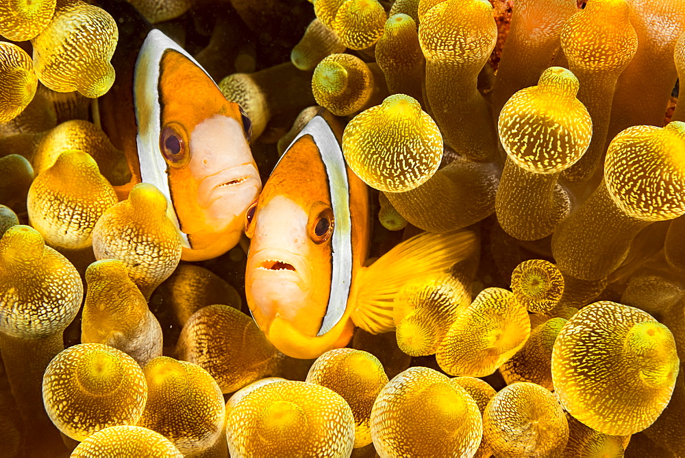 Clark's anemonefish (Amphiprion clarkii) in sea anemone (Entacmaea quadricolor), Philippines