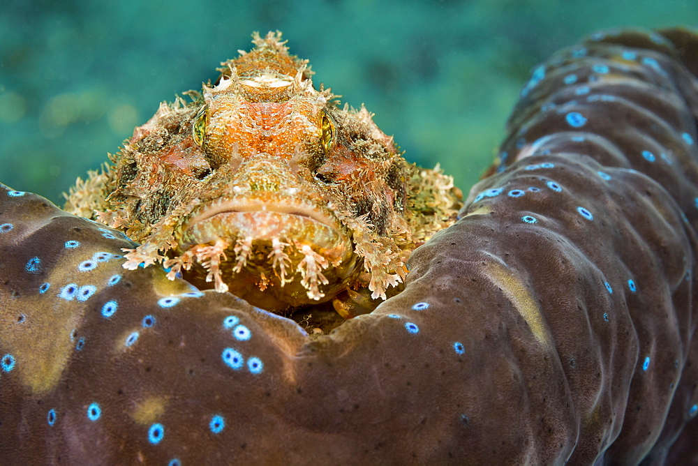 This Common Scorpionfish (Scorpaenopsis oxycephala) is perched on the mantle rim of a Giant Tridacna Clam (Tridacna gigas). It's venomous spines can inflict a painful wound, Philippines