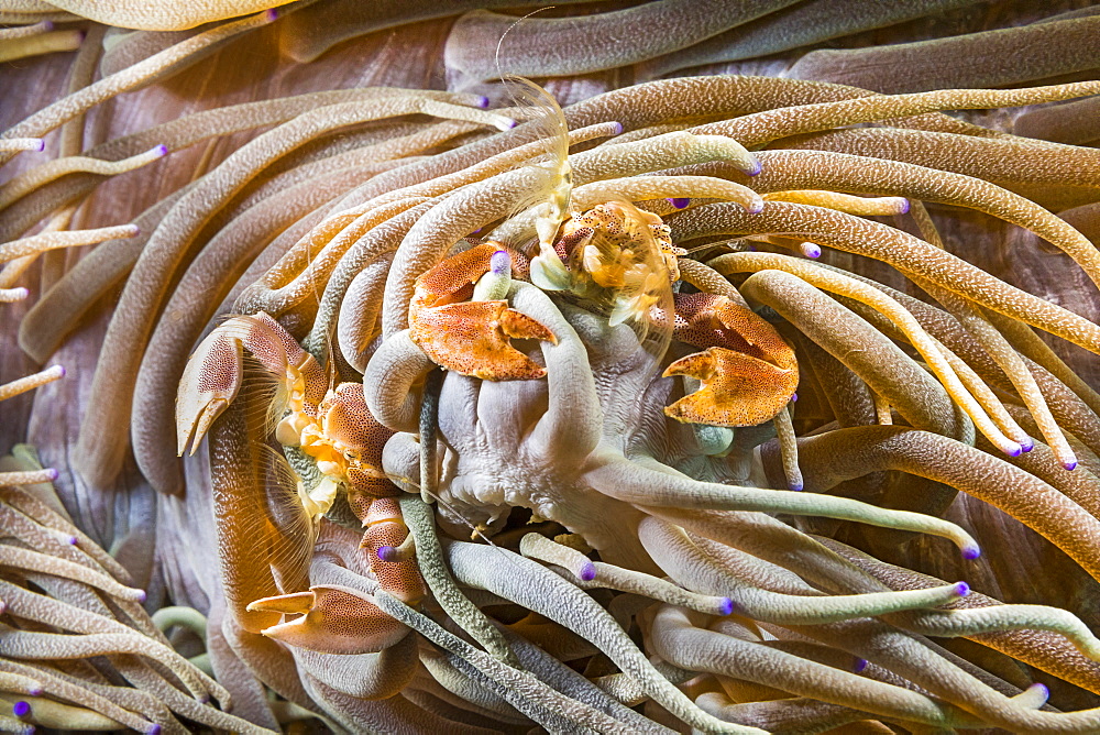 Male and female porcelain crabs (Neopetrolisthes maculatus) are commensal in sea anemones, Philippines