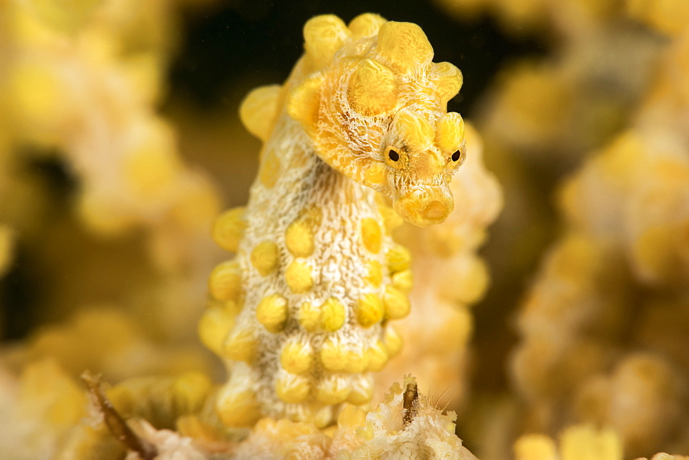 Yellow pygmy seahorse (Hippocampus bargibanti), also known as Bargibant's Pygmy Seahorse. They are found from Southern tropical Japan, throughout the Philippines, Indonesia, east to Palau, Papua New Guinea, Solomon Islands, Fiji, Vanuatu and the Great Bar