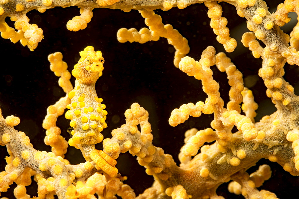 Yellow pygmy seahorse (Hippocampus bargibanti), also known as Bargibant's Pygmy Seahorse, camouflaged in coral. They are found from Southern tropical Japan, throughout the Philippines, Indonesia, east to Palau, Papua New Guinea, Solomon Islands, Fiji, Van