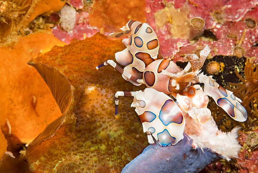 A Harlequin Shrimp (Hymenocera elegans) holding part of a blue seastar (Linkia laevigata) which it will feed on, Philippines