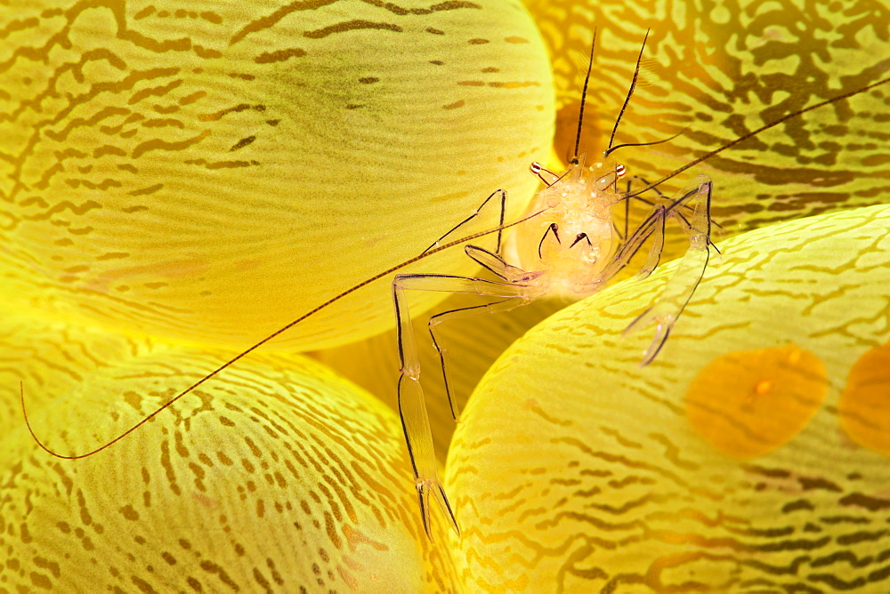 The Bubble Coral Shrimp (Vir philippinensis) is found only on this species of coral, Pleurogyra sinuosa. The brown oval objects are actually Acoel Flatworms (Waminoa sp) that feed on nutrients trapped in mucus covering the coral, Philippines