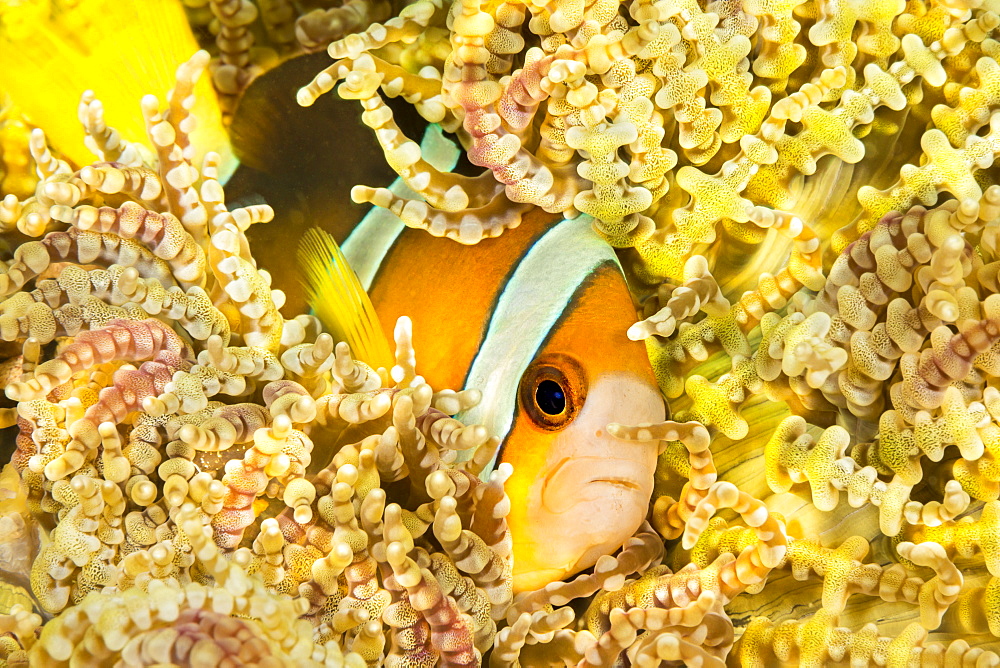 Clark's anemonefish (Amphiprion clarkii) in Beaded Sea Anemone (Heteractis aurora), Philippines