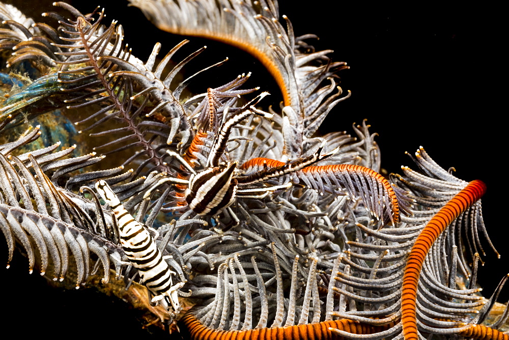 Both a Crinoid Commensal Shrimp (Periclimenes cornutus) and a Crinoid Squat Lobster (Allogalathea elegans) on a crinoid. These tiny crustaceans are commensal on crinoids or feather stars and take their color from the host, Philippines