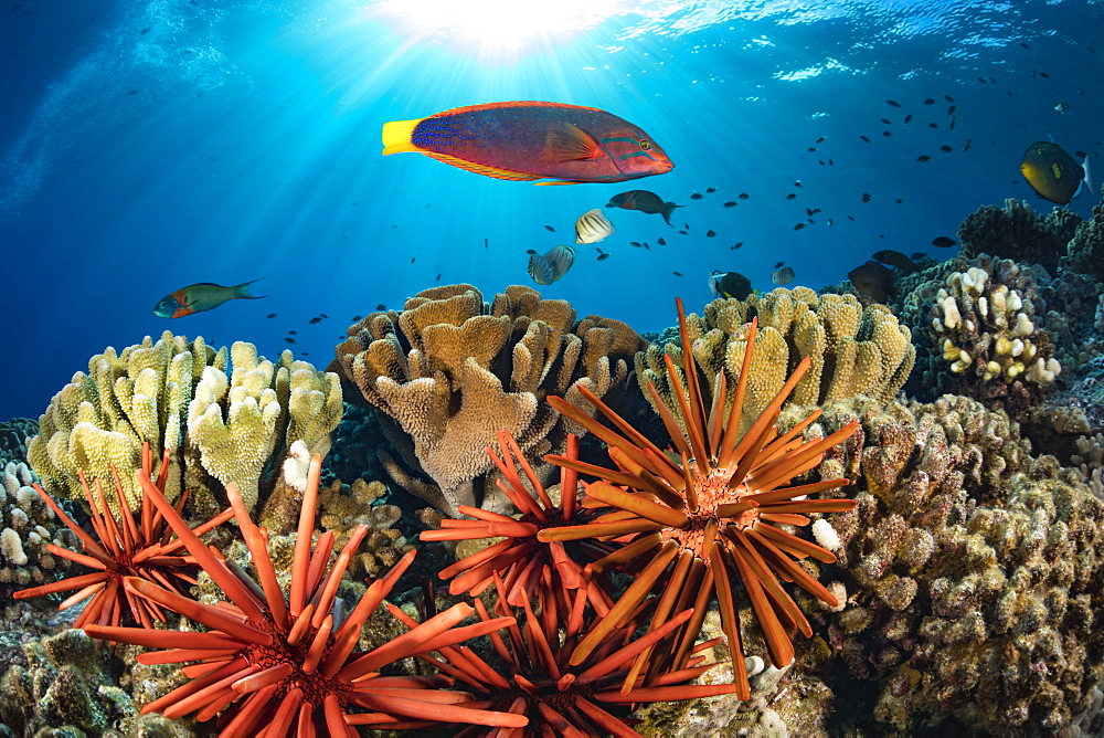 Colourful coral reef and schooling fish, Hawaii, United States of America