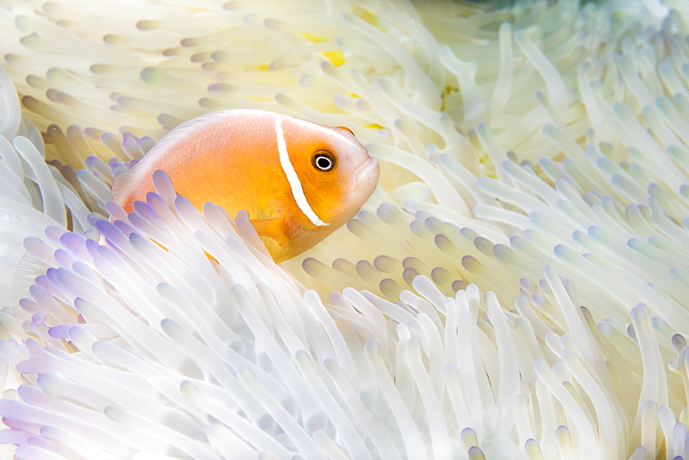 This Pink Anemonefish (Amphiprion perideraion) is in an anemone (Heteractis magnifica) that is bleaching from high ocean temperatures and heat stress, Yap, Micronesia