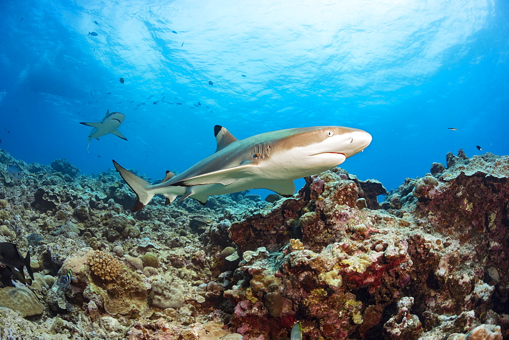 Blacktip Reef Sharks (Carcharhinus melanopterus) swimming over a coral reef, Yap, Micronesia