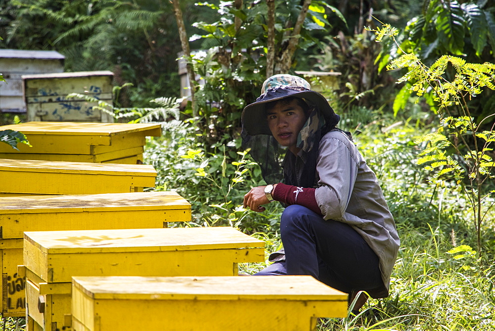 Beekeeper at beehives, SeneToui Plantation, Bolaven Plateau, Champasak, Laos