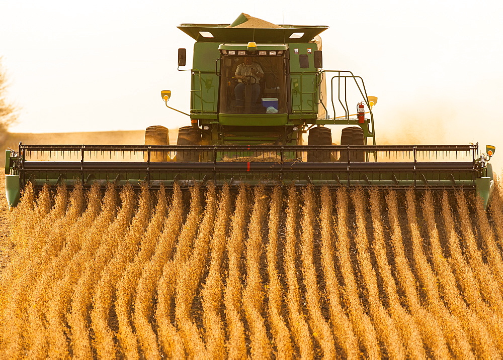 Combine picking beans during soybean harvest, near Nerstrand, Minnesota, United States of America