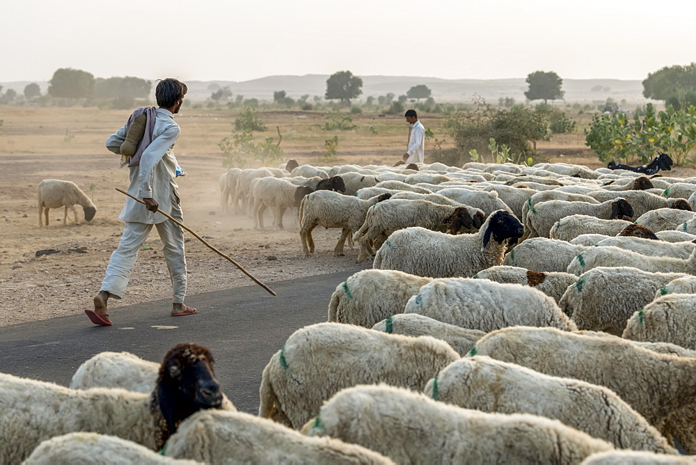 Men herding a flock of sheep along a road, Damodara, Rajasthan, India