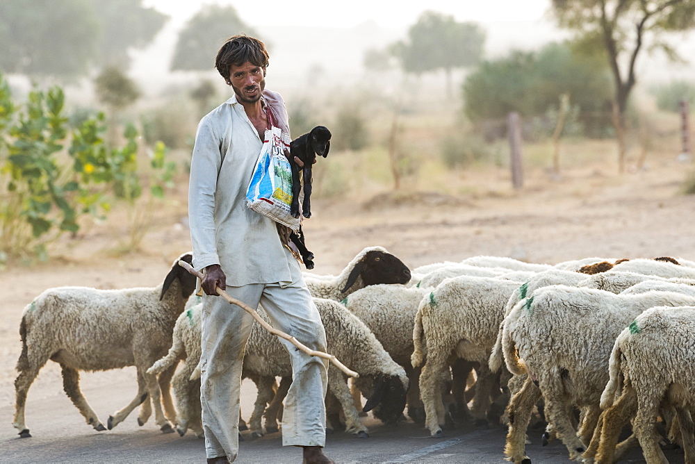 Man herding a flock of sheep along a road, Damodara, Rajasthan, India