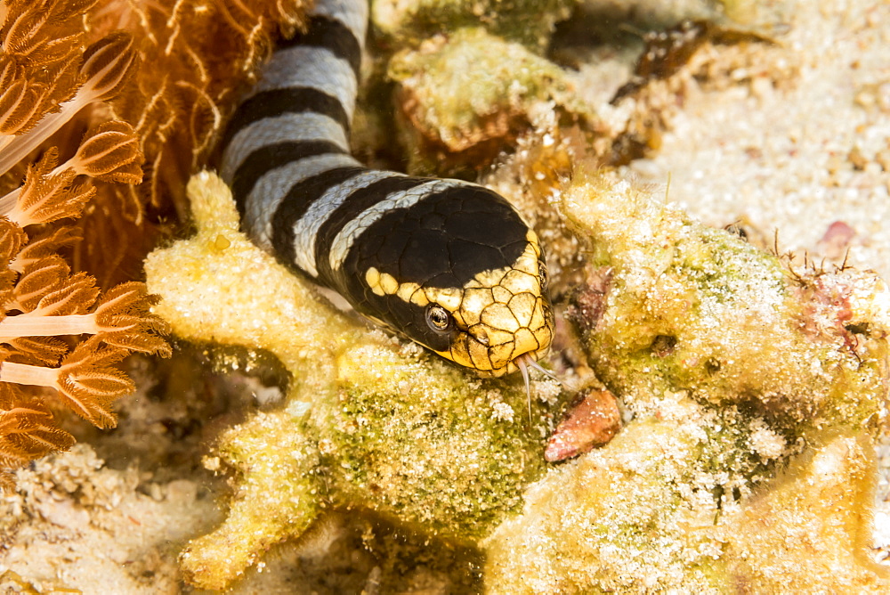 Venomous banded yellowlip sea snake (Laticauda colubrina), also known as a Sea Krait: Philippines