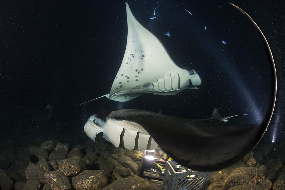 Reef Manta Rays (Manta alfredi), feed over baskets of lights used to attract plankton off the Kona Coast, Kona, Island of Hawaii, Hawaii, United States of America