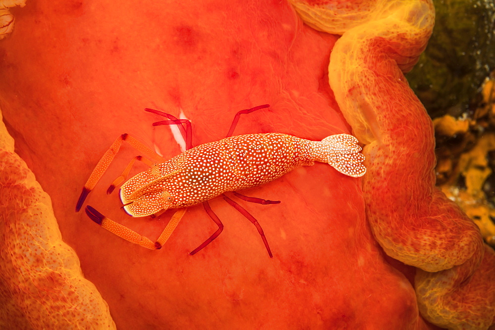 An Imperial commensal shrimp (Periclimenes imperator), photographed at night on the Spanish dancer nudibranch (Hexabranchus sanguineus), that it calls home, Philippines